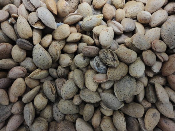 istock Lot of seeds, nuts, with color variations. 1953483536