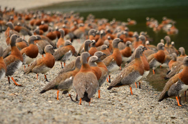 meeting of royal geese on the shore of the lake. many royal geese gathered on the lake shore with stone shoreline rio negro province stock pictures, royalty-free photos & images