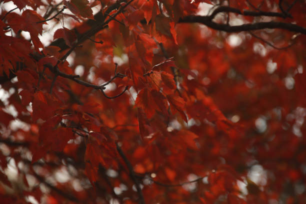Close Up of Red Maple Leaf