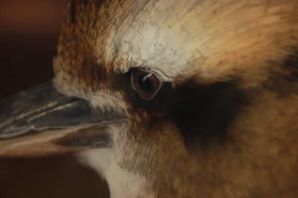 Kookaburra Eye Up Close