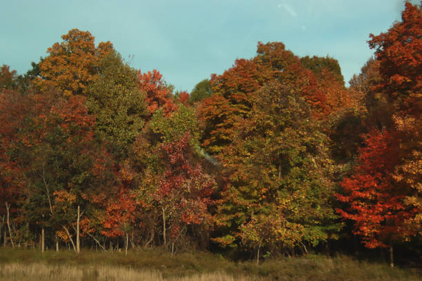 istock Trees of Many Colors 1953515526