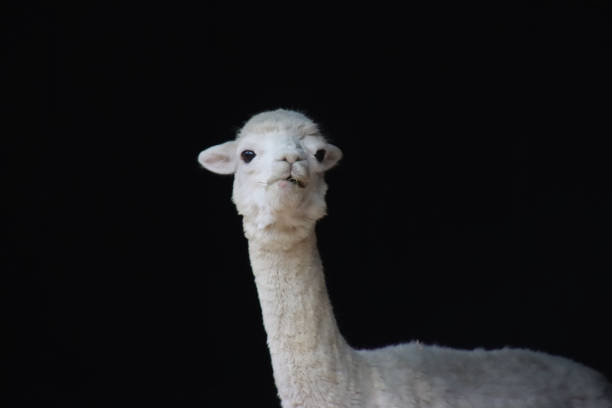 istock White Llama Coming Out of the Barn 1953515528
