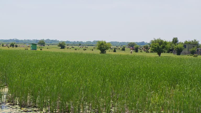 Green pasture full of cows and horses near a lake viewed from a boat