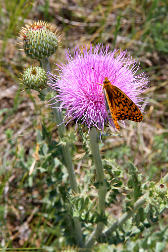 A monarch butterfly on a Russian Thistle
