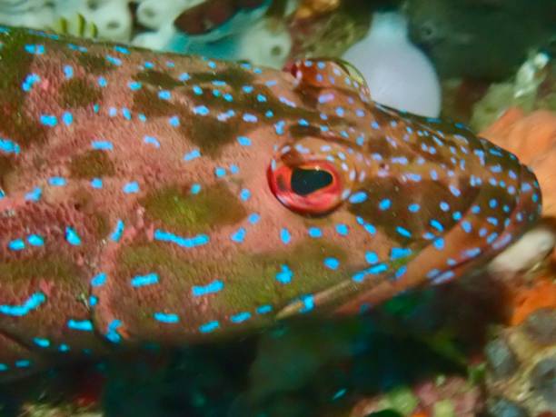 istock Coral grouper fish face 1953543345