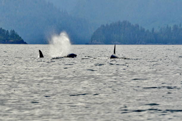 istock Killer whale off Haida Gwaii, BC 1953580973