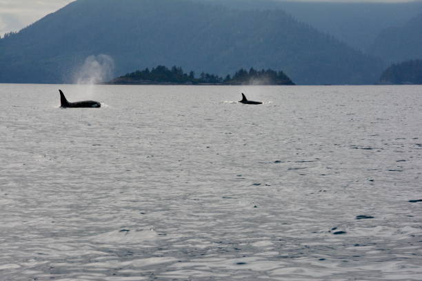 istock Killer whale off Haida Gwaii, BC 1953581483