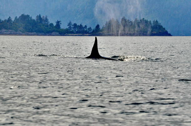 istock Killer whale off Haida Gwaii, BC 1953581486