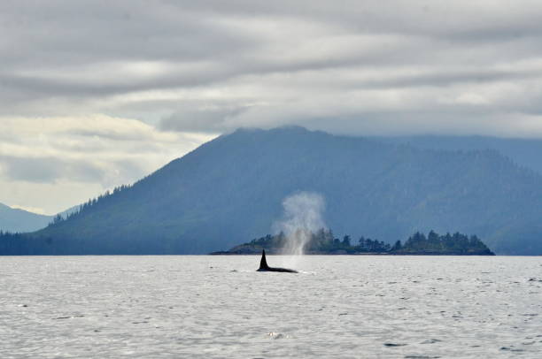 istock Killer whale off Haida Gwaii, BC 1953581487