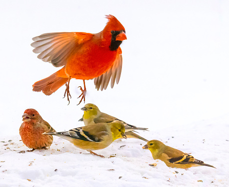Cardinals and finches, in flight on a white snow background. Fast shutter speed for stop-motion and detail.