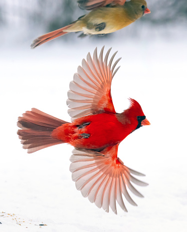 Bright red male cardinal bird in flight, stop-motion photography. This image was recorded in 1/5000th second, providing a rare and detailed view of this incredible bird in flight. The female cardinal is also in flight just above him.