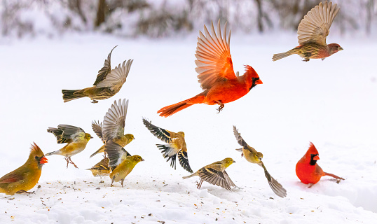 Cardinals and finches, in flight on a white snow background. Fast shutter speed for stop-motion and detail.