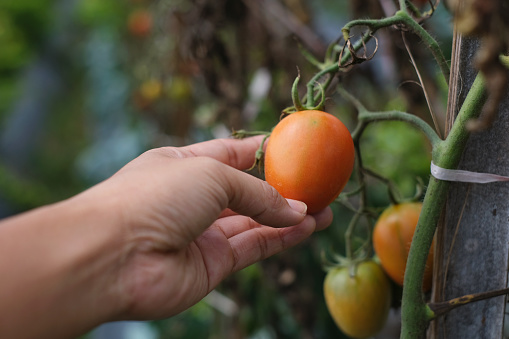 Close-up shot of unrecognizable hand examining tomatoes plant growth in organic farm at bandung