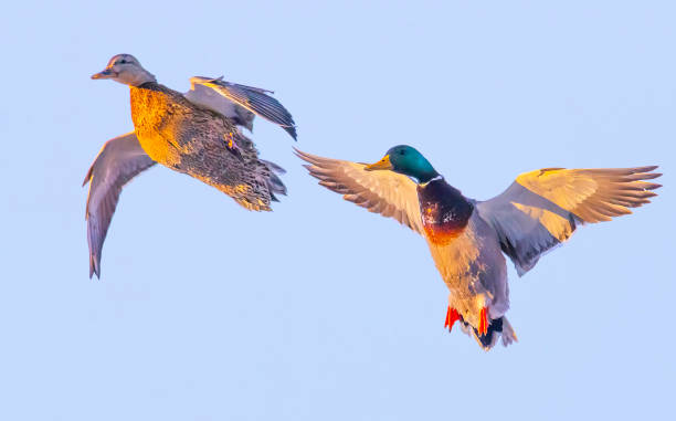 Mallard ducks in flight stock photo