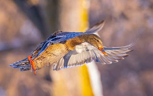 Mallard duck in flight, fast shutter stop-motion, close-up.