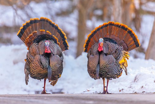 Wild turkey males in winter, looking very  fluffy and happy in cold winter weather.