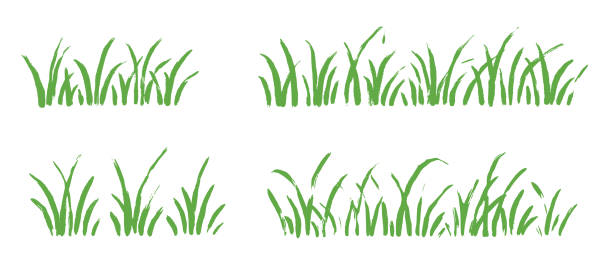 ilustrações, clipart, desenhos animados e ícones de grass doodle ink brush sketch set. hand drawn vector grass field grunge texture brush background. doodle herb, organic pattern elements. vector - spring clover leaf shape clover sketch