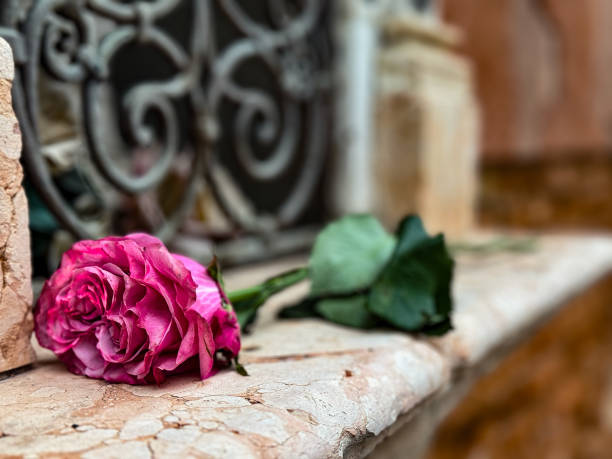 istock Rose of Venice 1953586274