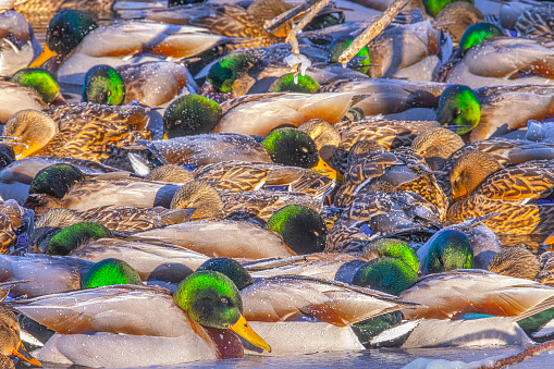 Many mallard ducks sleeping together on pond, covered in frost. The air was sub-zero when this image was shot, which is why there was frost forming on their back feathers. they sleep on the water, to protect against predators while sleeping.