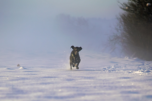 Funny black and white Greyster dog posing outdoors wearing a black collar with a green GPS tracker on it running fast on a snow on sunset in winter