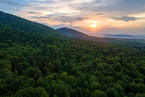 Aerial view of green pine forest with dark spruce trees covering mountain hills at sunset. Nothern woodland scenery from above.