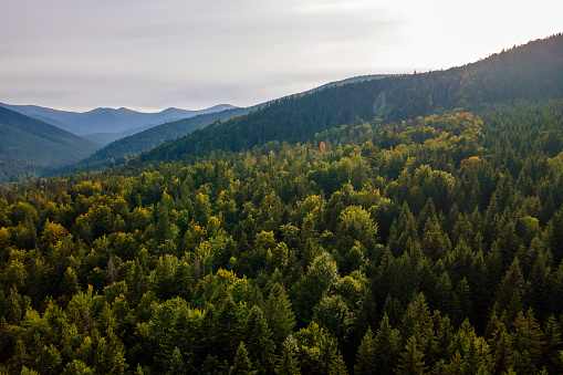Aerial view of green pine forest with dark spruce trees covering mountain hills. Nothern woodland scenery from above.