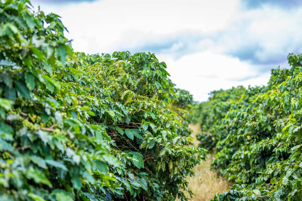 istock Coffee beans growing on coffee tree in Brazil's coutryside 1953609912