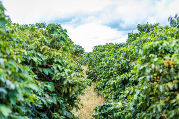 istock Coffee beans growing on coffee tree in Brazil's coutryside 1953609917