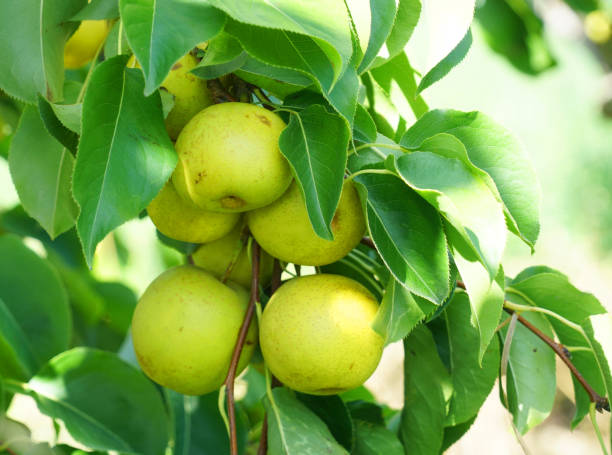 istock close up on yellow Asian pear on the tree 1953609967