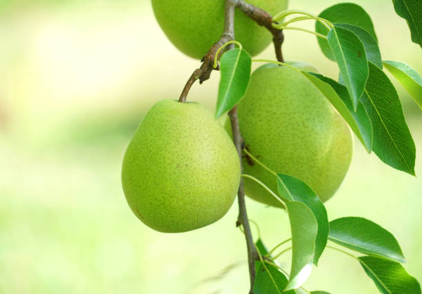 nahaufnahme der grünen birne am baum - pear tree stock-fotos und bilder