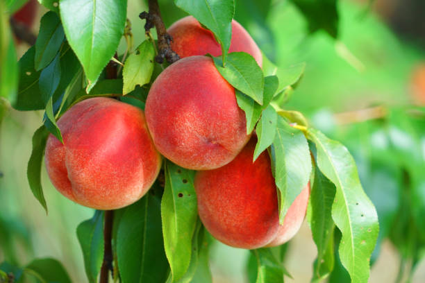 istock close up on fresh peaches on the branch 1953610027