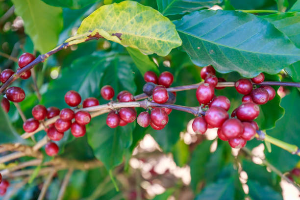 istock Coffee beans growing on coffee tree in Brazil's coutryside 1953613105