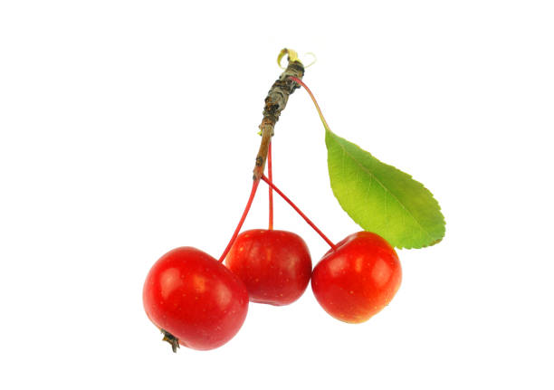 fresh picked crab apple isolated on white background