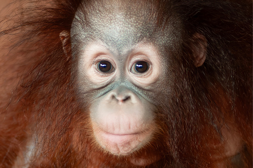a portrait of baby Orang Utan or Pongo pygmaeus was looking straight ahead