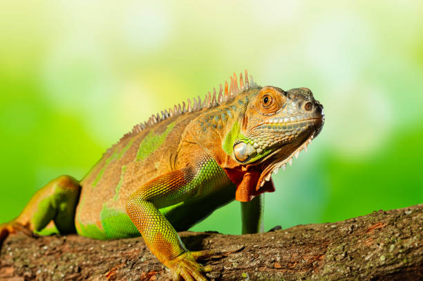 istock a colorful iguana on tree branch 1953628025
