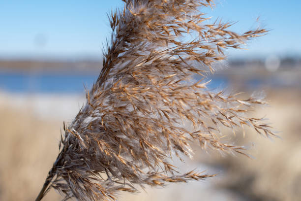 istock Close Up of Phragmite 1953653769