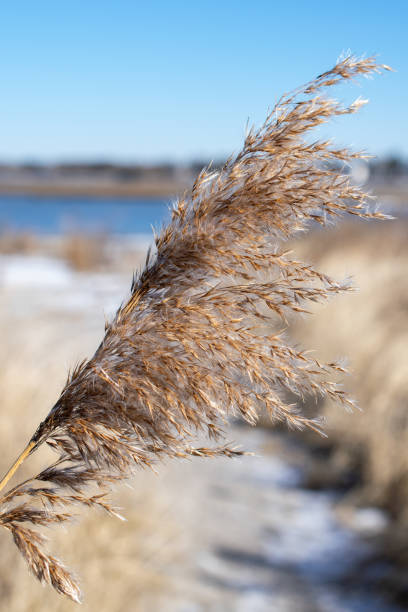 istock Phragmite Near a Sandy Path in the Winter 1953653770