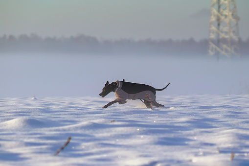 Active black and white Greyster dog posing outdoors wearing a warm grey jacket and a black collar running fast on a snow on sunset in winter