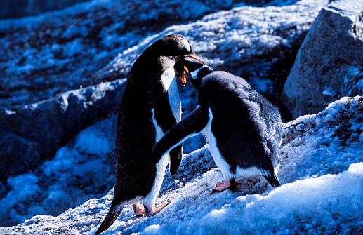 Close-up of mother gentoo penguin feeding her baby, on the rocky shore of Antarctica.\n\nTaken in Antarctica.