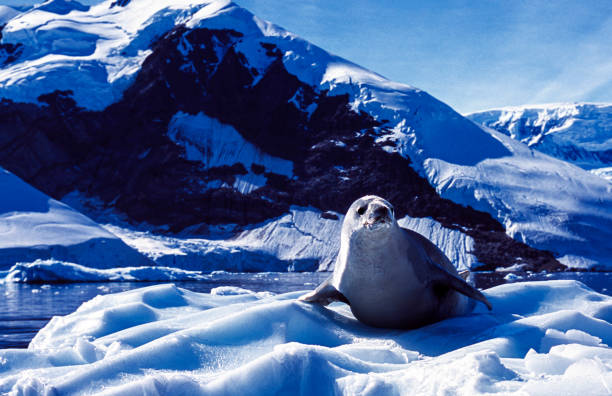 Wild crabeater seals (Lobodon carcinophaga) resting on a large ice flow, floating in an Antarctica bay.\n\nTaken  in Antarctica.