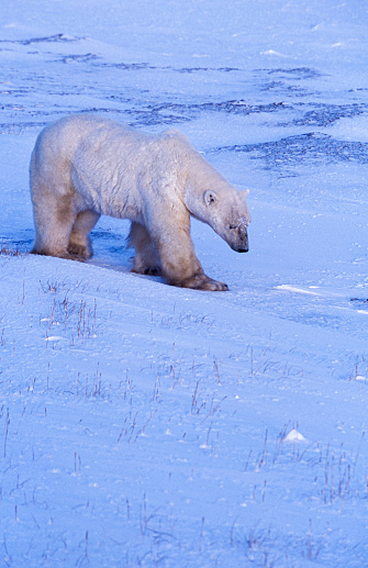 Polar Bears are about seven to eight feet long, measured from the nose to the tip of their very short tail. Male polar bears are much larger than the females. A large male can weigh more than 1,700 pounds, while a large female is about half that size up to 1,000 pounds.