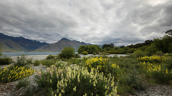 Threatening grey clouds cover the sky at 12 Mile Delta, on the shores of lake Wakatipu near Queenstown, New Zealand. Despite the grey sky, the beautiful yellow lupines that grow along the shoreline are bright and cheerful.