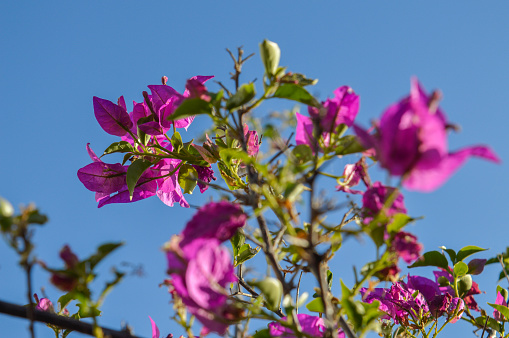 buganvilla fucsia