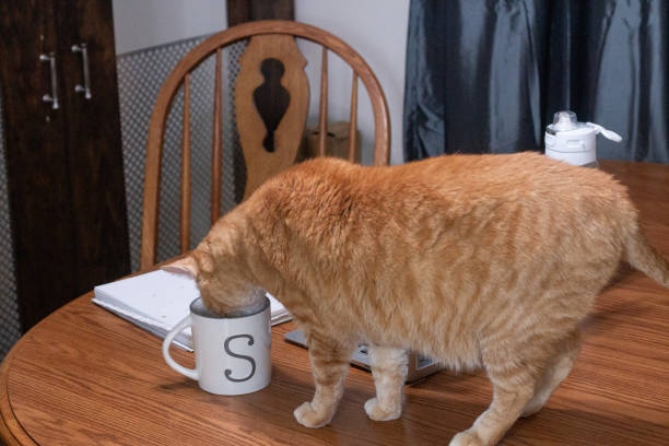 istock Orange Cat with Head in Mug 1953700197