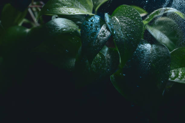 Pothos Vine Plant Behind Glass- Dark Cool Background - Water Drops
