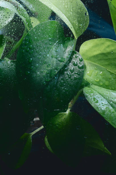 Pothos Vine Plant Behind Glass- Dark Cool Background - Water Drops