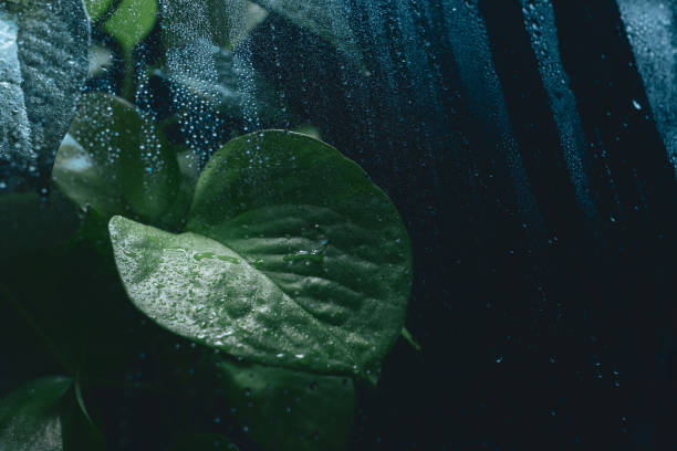Pothos Vine Plant Behind Glass- Dark Cool Background - Water Drops