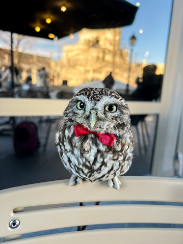 A tamed little owl with a red butterfly on his neck sits on the back of a chair in a cafe. Tame little owl. Close-up.