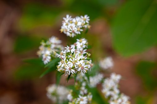 Beautiful white asters flowering alongside a hiking trail in Ontario.