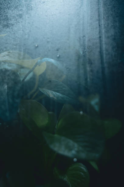 Pothos Vine Plant Behind Glass- Dark Cool Background - Water Drops